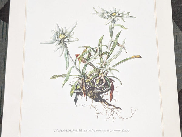 Edelweiss Print
