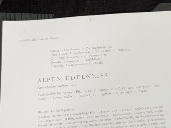 Edelweiss Print