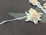 Dried Edelweiss Flowers in Ovarin Women's Supplement Box
