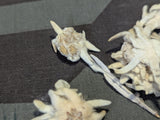 Dried Edelweiss Flowers in Ovarin Women's Supplement Box
