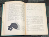 Dein Kopf dein Charakter! Skull Shape Book 1934