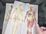 Be Healthy Stay Healthy German Book