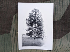 Photo of German Soldiers With Tree
