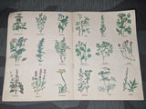 Herbal Tea Recipe Book Deutsches Frauenwerk