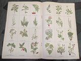 Wildgemüse - Wildkraüter Book Deutschen Frauenwerk
